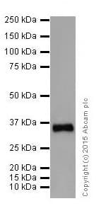 Anti-SC35 antibody [EPR12238](AB204916)