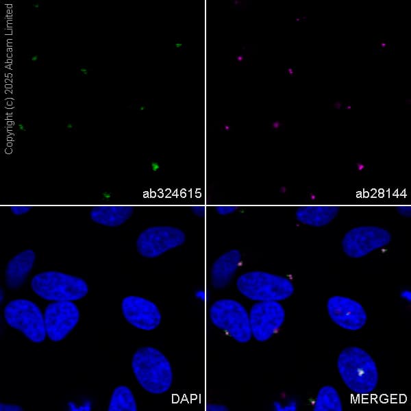 Anti-Pericentrin antibody [mAbcam 28144] - Centrosome Marker(AB28144)