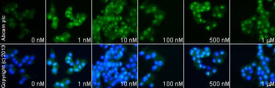 Galanin (1-29) (rat, mouse), Galanin receptor agonist(AB141153)