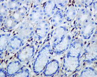 Anti-Human IgG antibody [EPR4421](AB109489)