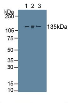 Anti-Myosin light chain kinase/MLCK antibody(AB232949)