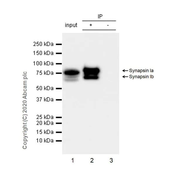 Synaptic Marker (Synaptophysin, Synapsin1, PSD95, VAMP2) Antibody Sampler Panel - Human, Mouse(AB263463)