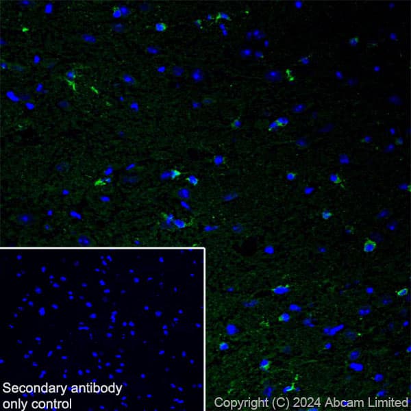 Anti-Nogo A + Nogo D antibody [EPR26286-15] - BSA and Azide free(AB318265)