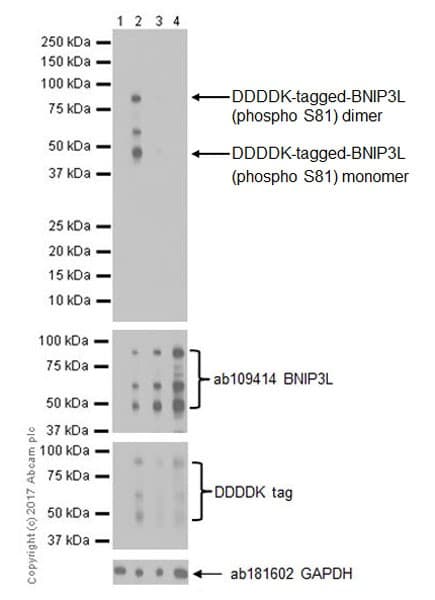 Bnip3l Nix Phospho S81 Antibody Epr19826 Ab208190  Western Blot Img19024