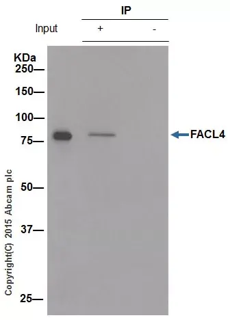 Anti-FACL4 antibody [EPR8640](AB155282)