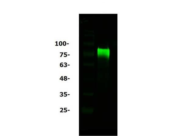 Anti-Bcl3 antibody(AB216877)