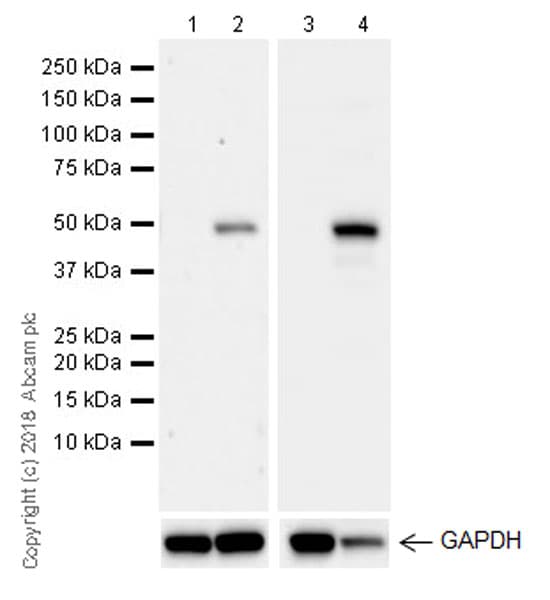 Anti-IRG1 antibody [EPR22066] - BSA and Azide free(AB238169)
