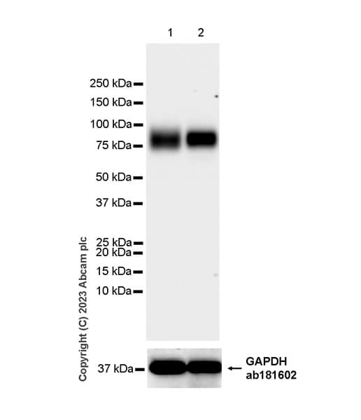 Limpii Antibody Epr26243 125 Ab314217  Western Blot Img421588