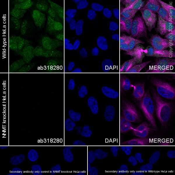 Anti-NNMT antibody [EPR29205-77] - BSA and Azide free