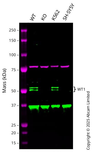 Anti-Wilms Tumor Protein antibody [CAN-R9(IHC)-56-2] - BSA and Azide free(AB216646)