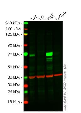 Ab257635  Western Blot Img2115