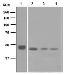 Exosome Panel (Calnexin, CD9, CD63, CD81, Hsp70, TSG101)(AB275018)