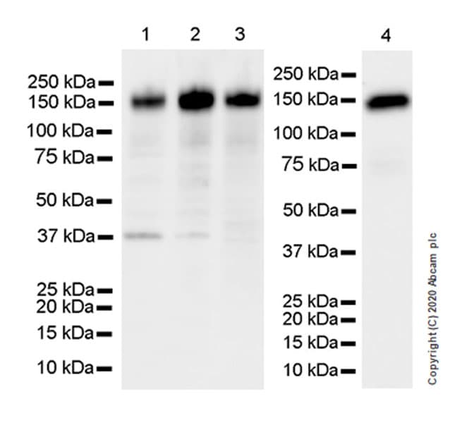 Anti-SCA2 antibody [EPR23630-49] - BSA and Azide free(ab275752)