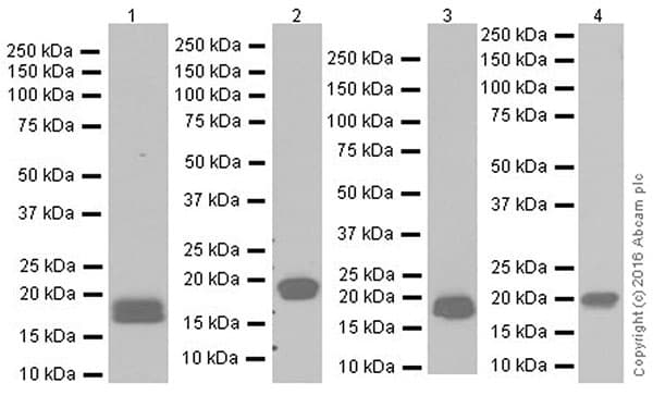 Anti-Claudin 3 antibody [EPR19971](AB214487)