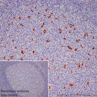 Anti-CD68 antibody [EPR20545](AB213363)