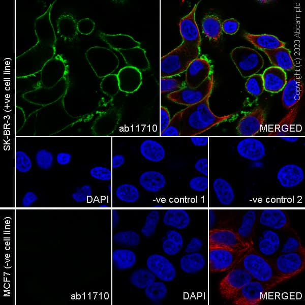 Anti-ErbB2 / HER2 antibody [ICR12](AB11710)