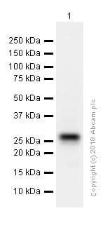 Anti-Cardiac Troponin I antibody [EP1106Y](AB52862)