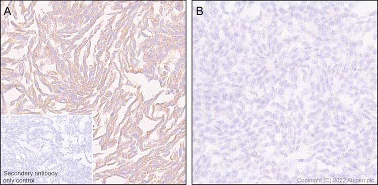 Anti-ATG12 antibody [EPR27485-89] - BSA and Azide free(AB303489)