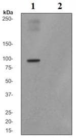 Anti-Nrf2 (phospho S40) antibody [EP1809Y](AB76026)