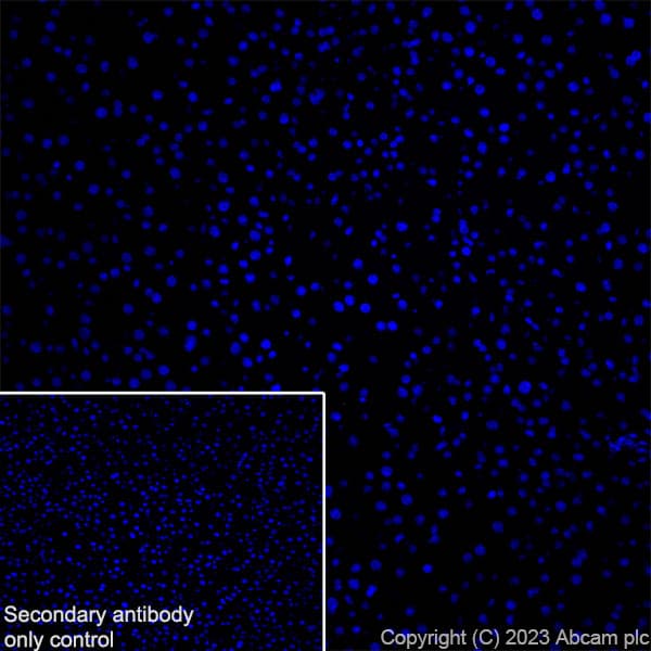 Anti-GPCR GPR17 antibody [EPR26423-34](AB316105)
