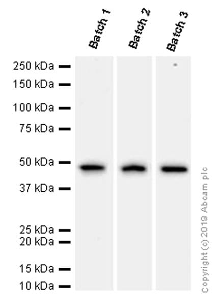 Anti-alpha smooth muscle Actin (acetyl E3) + ACTG2 (acetyl E3) antibody [E184](AB32575)