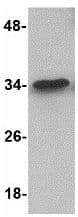 Anti-MTCH2 antibody(AB113707)