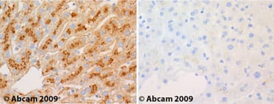 Alpha 1 Microglobulin Antibody Ab47980  Immunohistochemistry Formalin Pfa Fixed Paraffin Embedded Sections Img130651