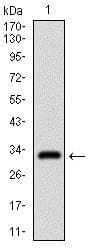 Rex1 Antibody 5e11e7 Ab175431  Western Blot Img143972