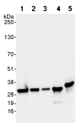 Rpl7 Antibody Ab72550  Western Blot Img6949