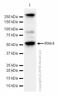 Anti-IRAK4 antibody [Y279](AB32511)