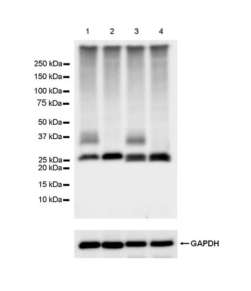 Aquaporin 1 Antibody Epr26554 46 Bsa And Azide Free Ab300464  Western Blot Img400482