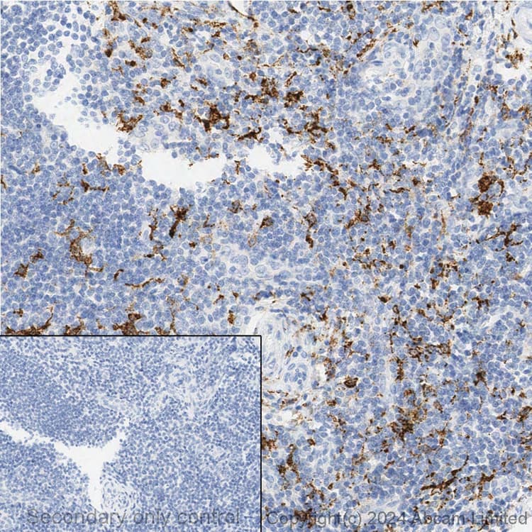 Anti-CD163 antibody [EPR19518] - BSA and Azide free(AB213612)