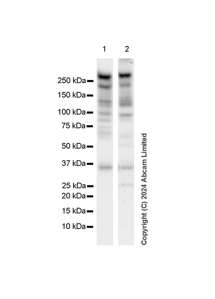 Mtor Antibody Rm1258 Ab322444  Western Blot Img438178