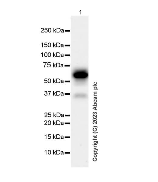 Loxl1 Antibody Epr28297 2 Ab313585  Western Blot Img418212