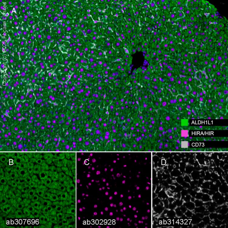 Aldh1l1 Antibody Epr25443 103 Astrocyte Marker Ab307696  Multiplex Immunohistochemistry Img446601