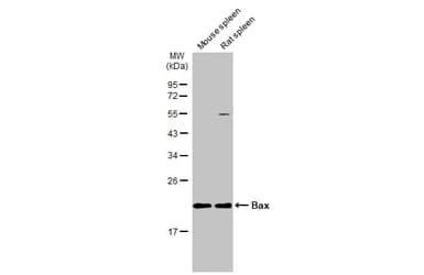 Anti-Bax antibody(AB263897)