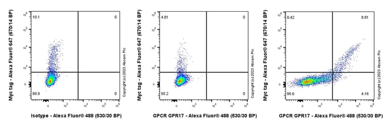 Anti-GPCR GPR17 antibody [EPR26423-34](AB316105)