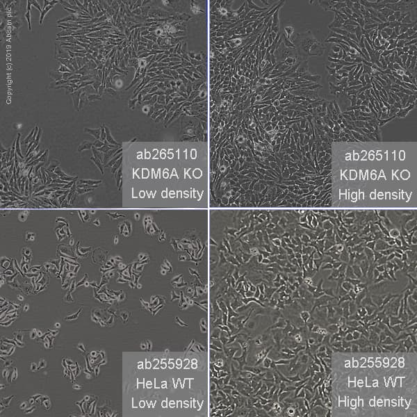 Human KDM6A (UTX) knockout HeLa cell line(AB265110)