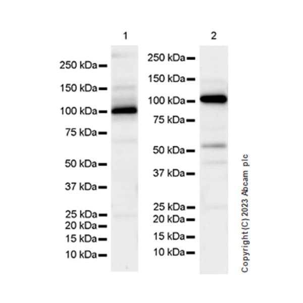 Anti-DNA Ligase III/LIG3 antibody [EPR27265-44](AB313374)