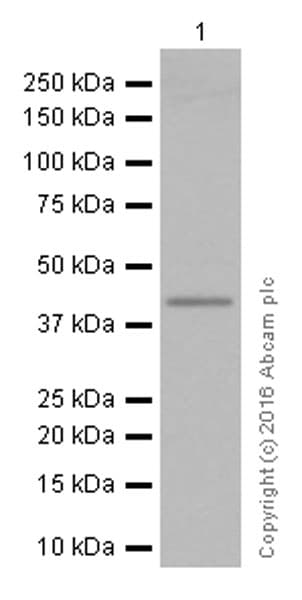 Anti-TTF1/Nkx2-1 antibody [EP1584Y](AB76013)