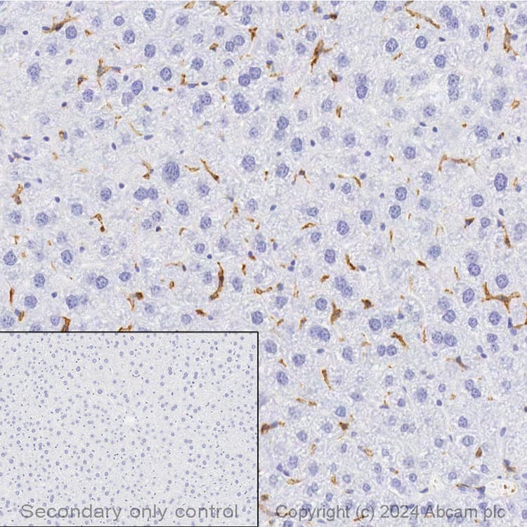 Anti-F4/80 antibody [EPR26545-166](AB300421)