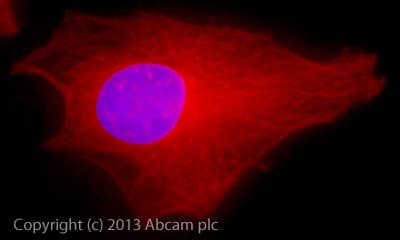 Goat Anti-Rabbit IgG H&L (Alexa Fluor® 647) preadsorbed(AB150083)