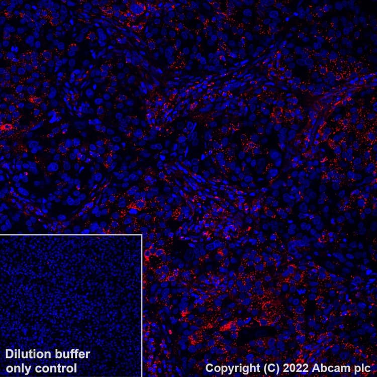 Alexa Fluor® 555 Anti-MX1 antibody [EPR24485-19](AB307342)