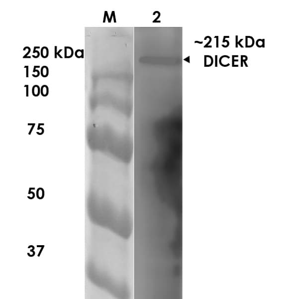 Anti-Dicer antibody [N167/7](AB167444)