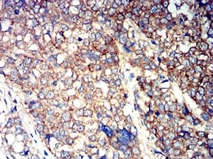 Atg3 Antibody 7a1d1 Ab233560  Immunohistochemistry Formalin Pfa Fixed Paraffin Embedded Sections Img78473