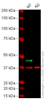 Mek2 Antibody Y78 Ab32517  Western Blot Img142485