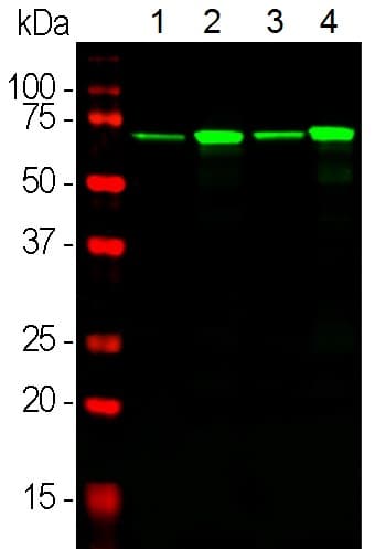 68kda Neurofilament Nf L Antibody Da2 Ab7255  Western Blot Img4236