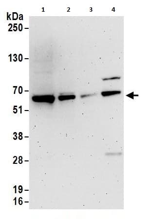 Anti-hnRNP L antibody(AB264340)