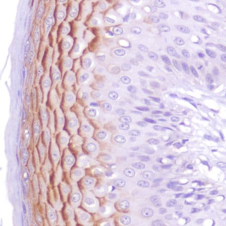 Anti-LYPD3 antibody [SP250] - BSA and Azide free(AB271958)