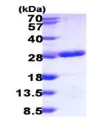 Recombinant Human RAB6B protein(AB104035)